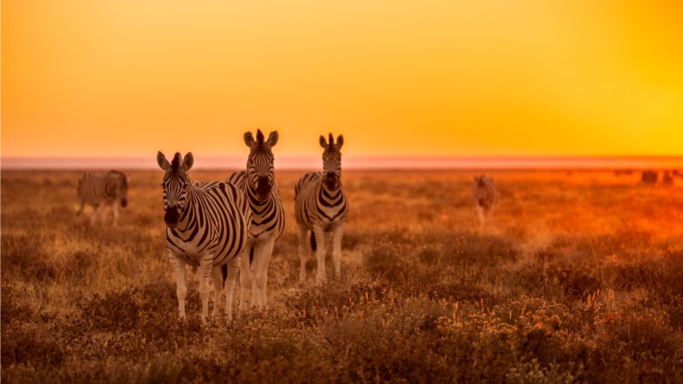 zebres-namibie